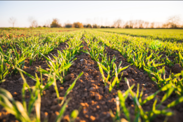 DÉVELOPPEMENT DE PROJETS