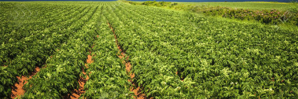 Une alternative à l’utilisation des engrais chimiques et des pesticides