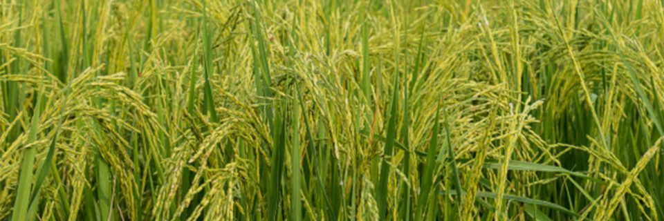 UN SEUL POINT DE CONTACT POUR TOUTE LA CHAÎNE DE VALEUR AGRICOLE